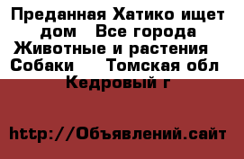 Преданная Хатико ищет дом - Все города Животные и растения » Собаки   . Томская обл.,Кедровый г.